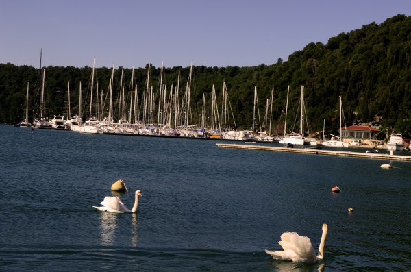 Cisnes en el río Krka, en el pueblo Skradin. Los cisnes son reales y viven libres