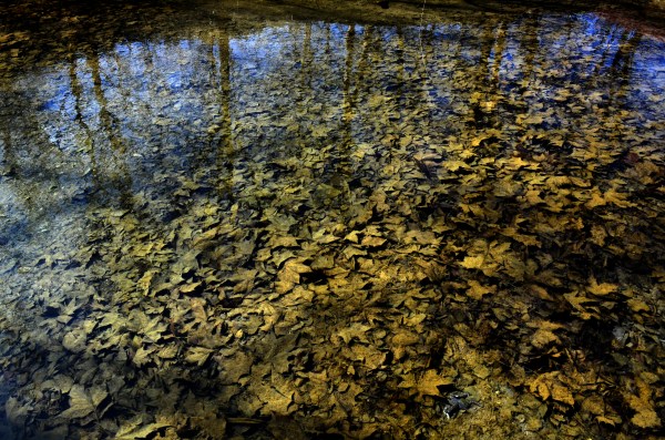Foton de Flor - Parque Nacional Krka