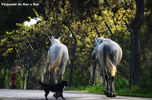 Aunque algunos suertudos tienen sus ratos de ocio y salen a pasear, mientras el perrito les ladra