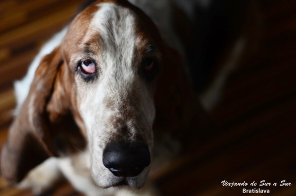 Camil – El Basset de Jan que enamoró a Flor
