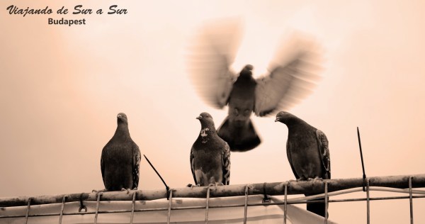 Foton de Flor – Palomas húngaras (?)