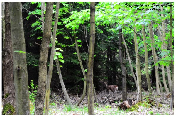 Pudimos fotografiar el ciervito en libertad. No hagan nada de ruido que se raja.