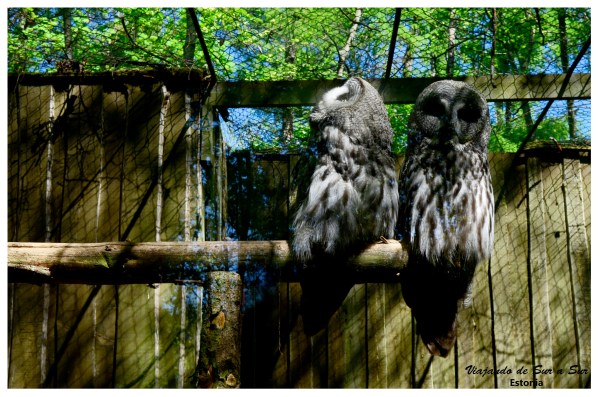 Animales graciosos si los hay. Uno de los búhos se hace el desentendido: "Avísame cuando se vaya, no quiero saber nada con que me fotografíen" parece decirle a su compañero.
