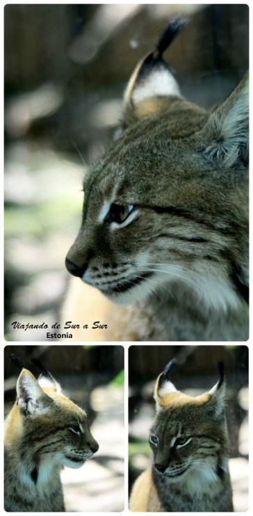 Linces. Hermosos animales que lamentablemente estaban en un lugar de condiciones muy malas.