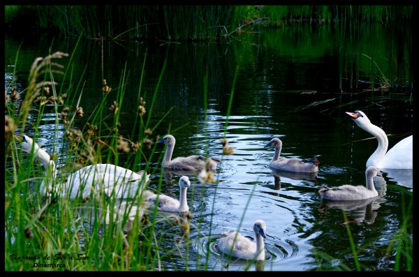 Valbyparken... ¿no les dije que era un lujo?