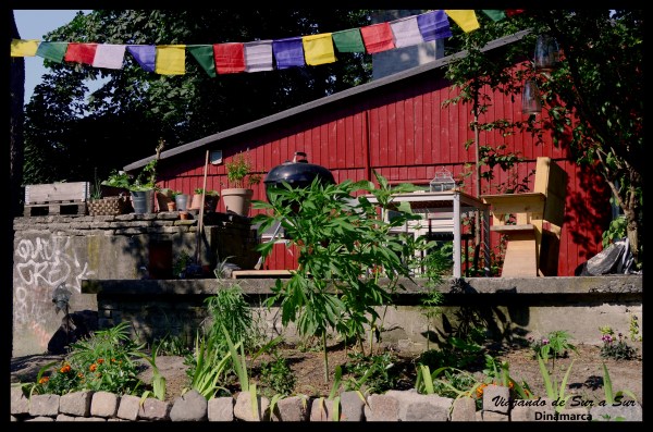 La codiciada plantita verde crece libre y no se comercializa en las casas de los antiguos fundadores.