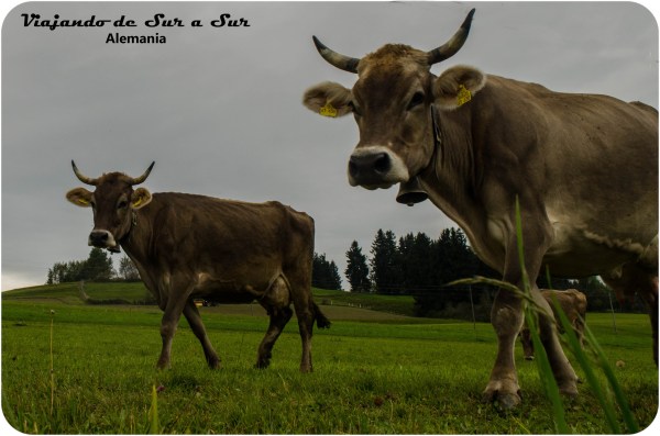 Nuestras amigas del camino jaja