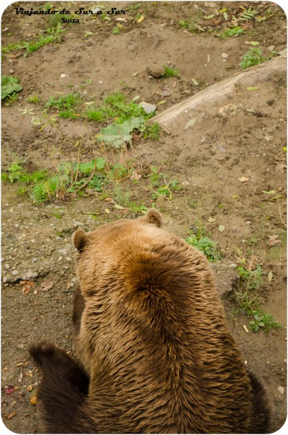 uno de los osos de Berna