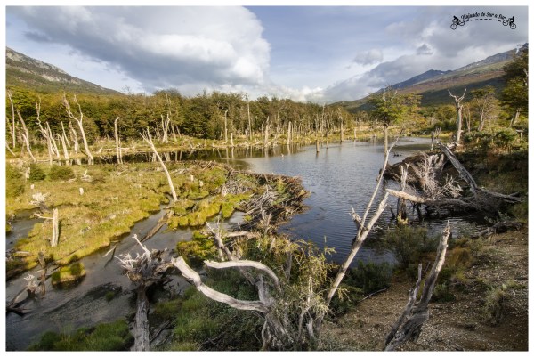 Castorera en el Parque Nacional Tierra del Fuego